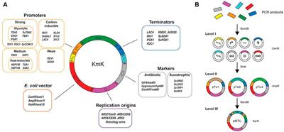 Bioprospecting Kluyveromyces marxianus as a Robust Host for Industrial Biotechnology